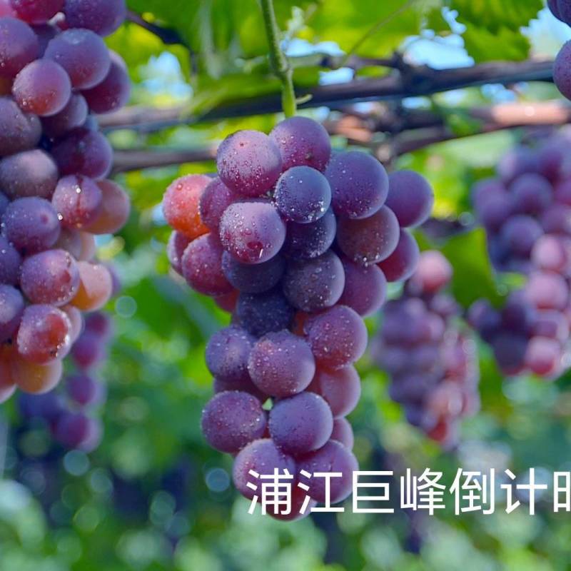浦江巨峰葡萄种植户，一专业代办，产地直发，品质保障。