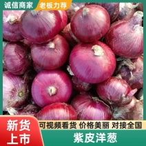 【牛商老店】紫皮洋葱圆洋葱诚信经营质量优等