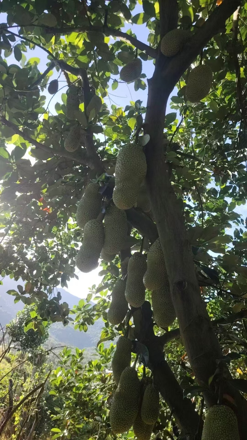 《榴莲蜜》一件代发/海南尖密拉/果园直发/全国供应批发