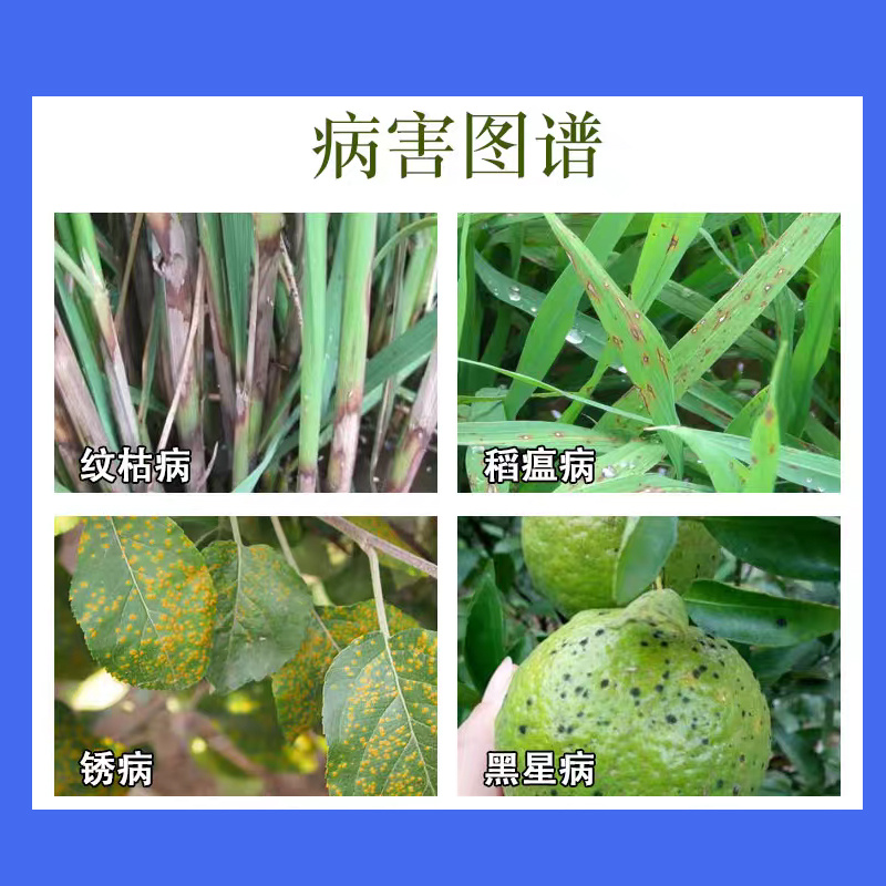 125克/升氟环唑水稻纹枯病保护治疗内吸传导
