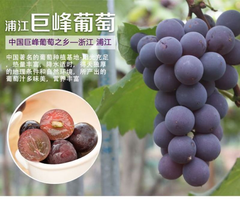 浦江巨峰葡萄种植户，一专业代办，产地直发，品质保障。