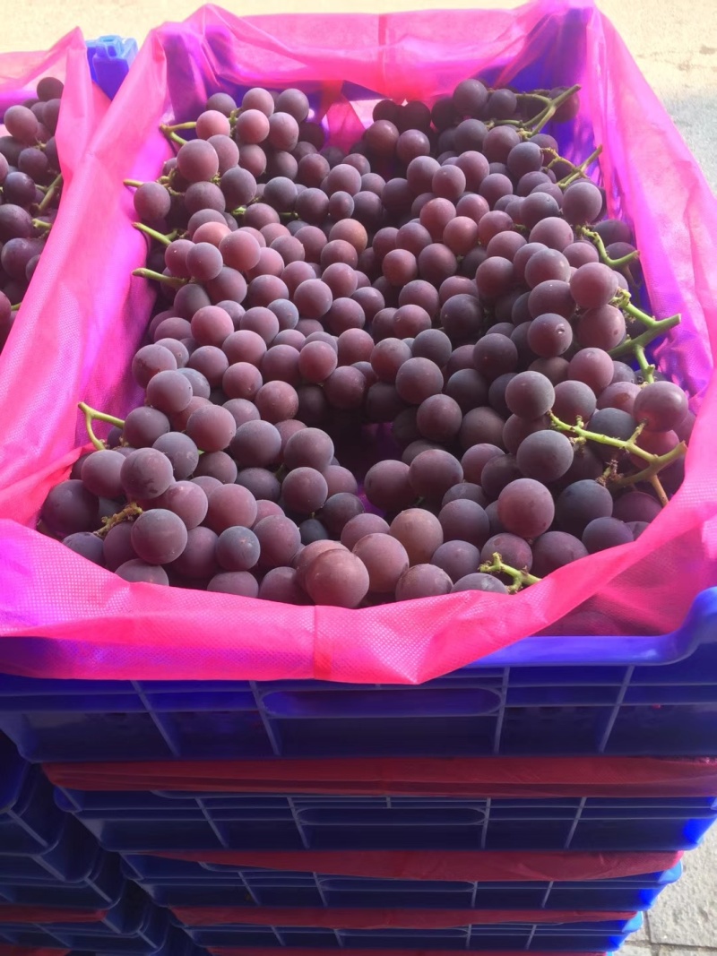 浦江巨峰葡萄种植户，一专业代办，产地直发，品质保障。