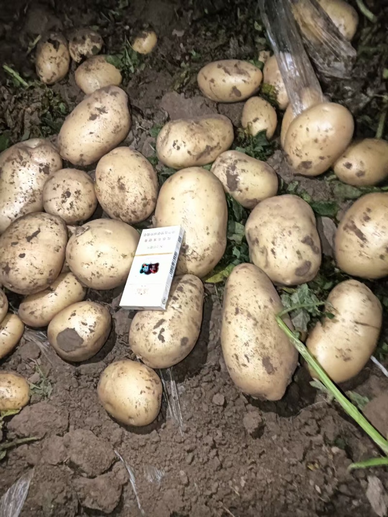 河南产区。精品土豆大量供应。需要的老板可以联系。产地直发