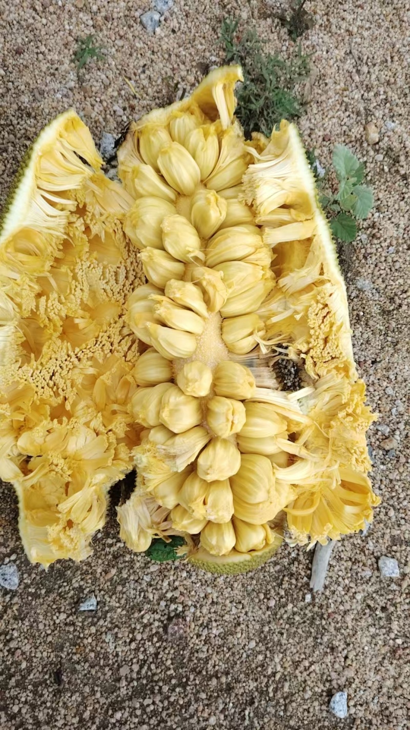 《精品榴莲蜜》海南尖密拉/自家种植/质量三包/全国供应