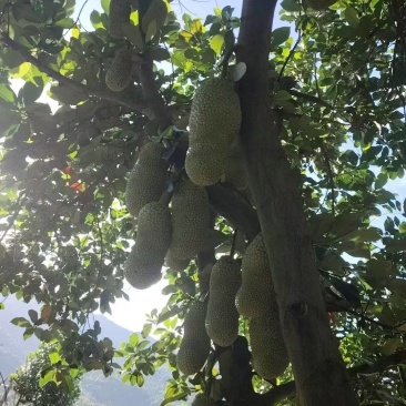 《精品榴莲蜜》海南尖密拉/自家种植/质量三包/全国供应