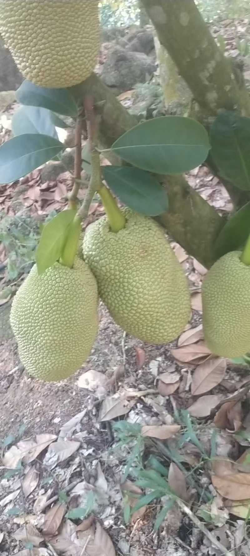 《精品榴莲蜜》海南尖密拉/自家种植/质量三包/全国供应