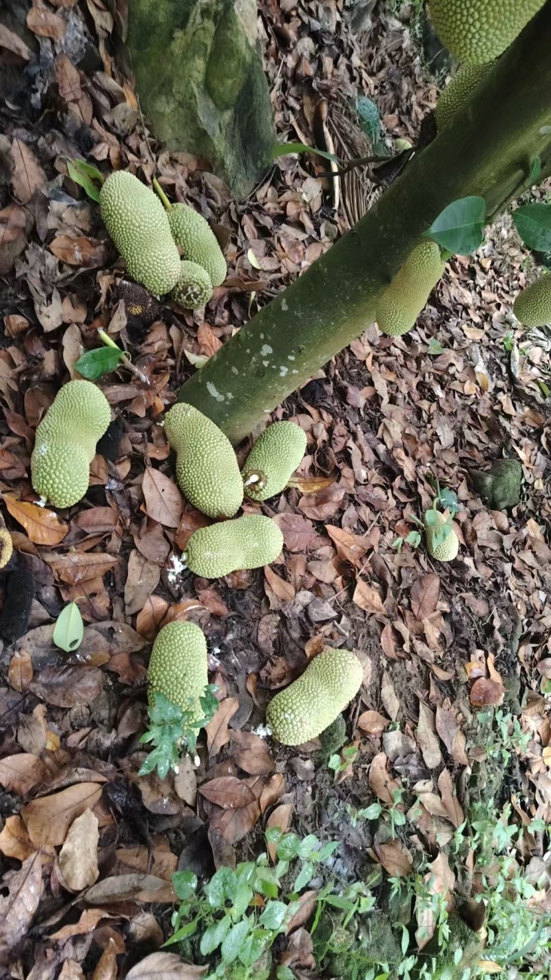 《精品榴莲蜜》海南尖密拉/自家种植/质量三包/全国供应