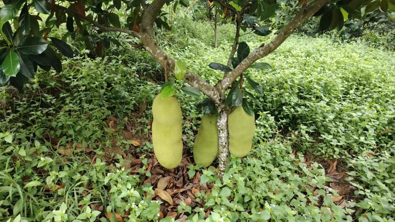 《精品榴莲蜜》海南尖密拉/自家种植/质量三包/全国供应