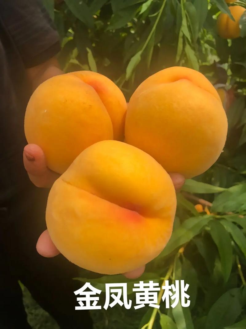 黄金蜜3号，口感甜脆，产地直发。