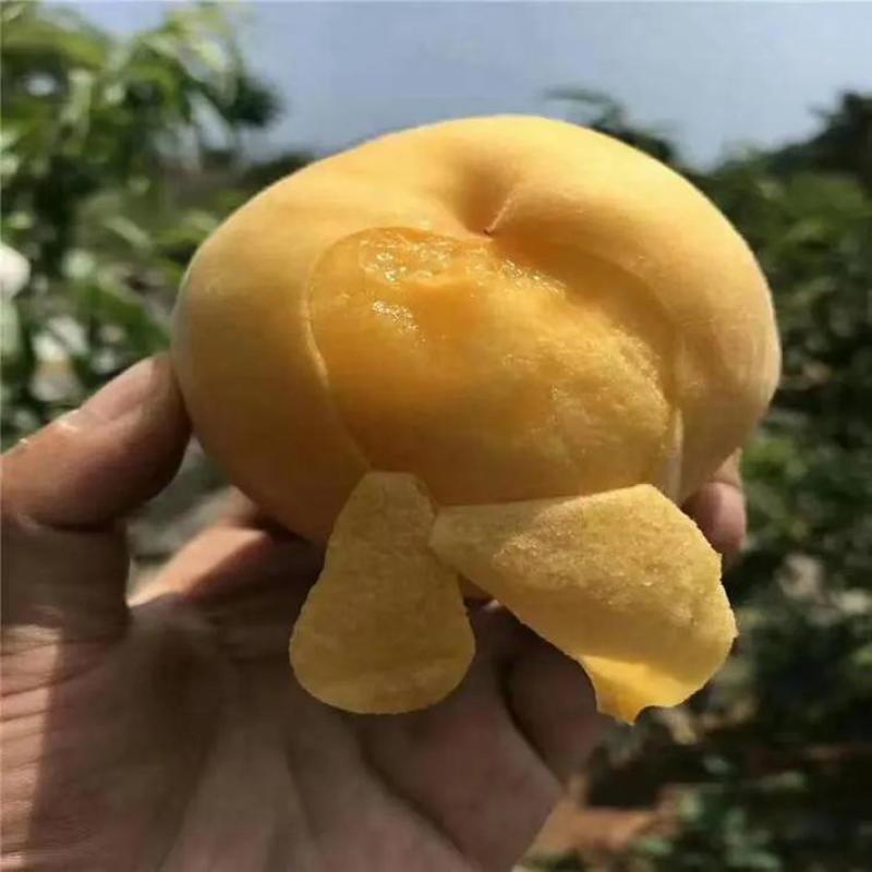 黄金蜜3号，口感甜脆，产地直发。