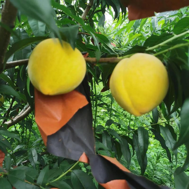 黄金蜜3号，口感甜脆，产地直发。
