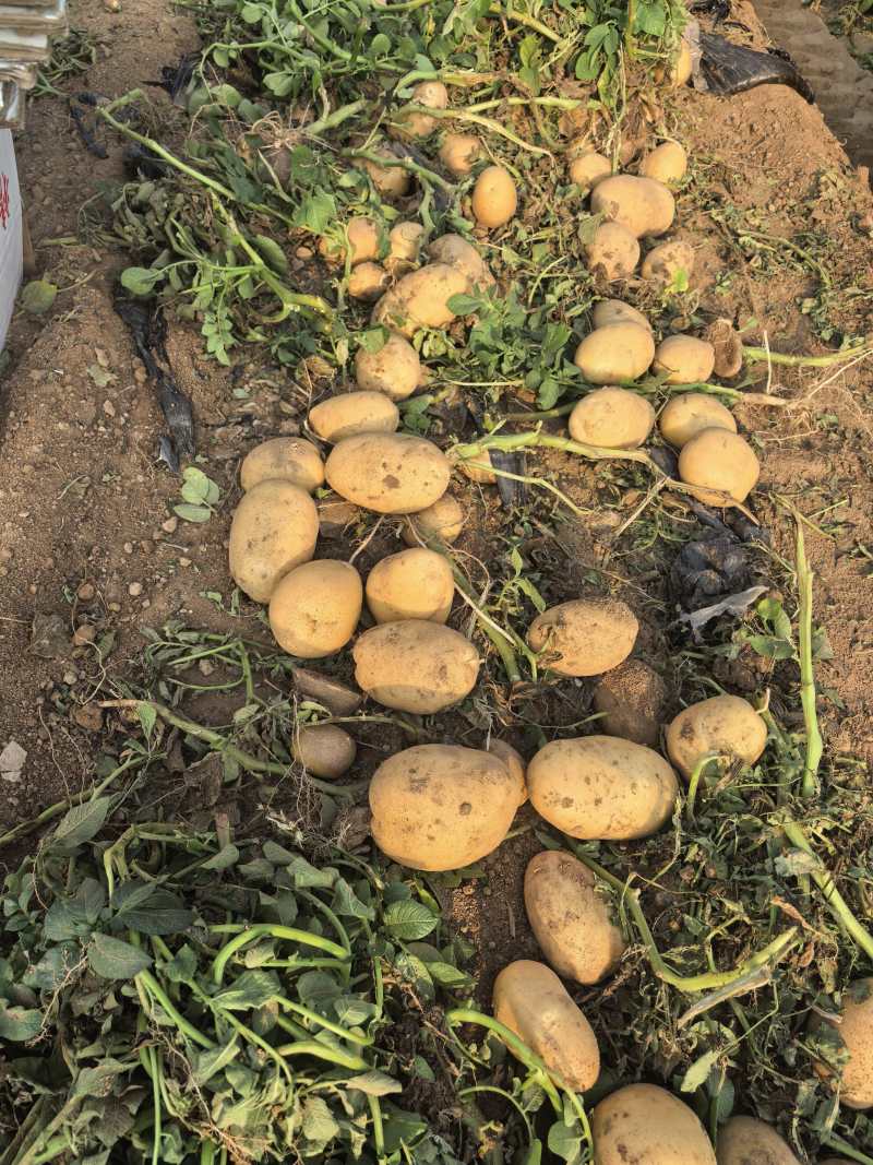 土豆河南开封土豆荷兰十五欢迎前来实地考察！