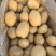 土豆河南开封土豆荷兰十五欢迎前来实地考察！