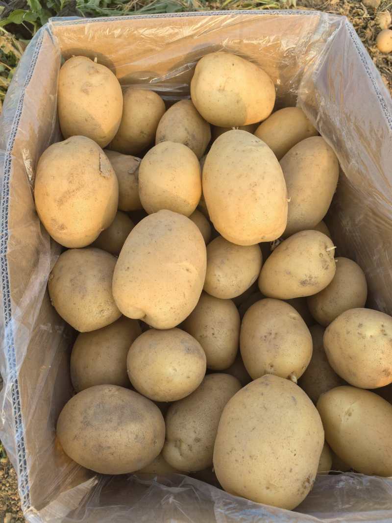 土豆河南开封土豆荷兰十五欢迎前来实地考察！