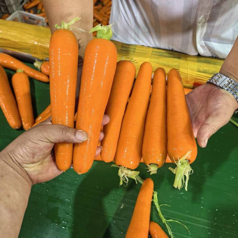 胡萝卜水洗精品土胡萝卜，小条萝卜基地直供批发零售规格齐全