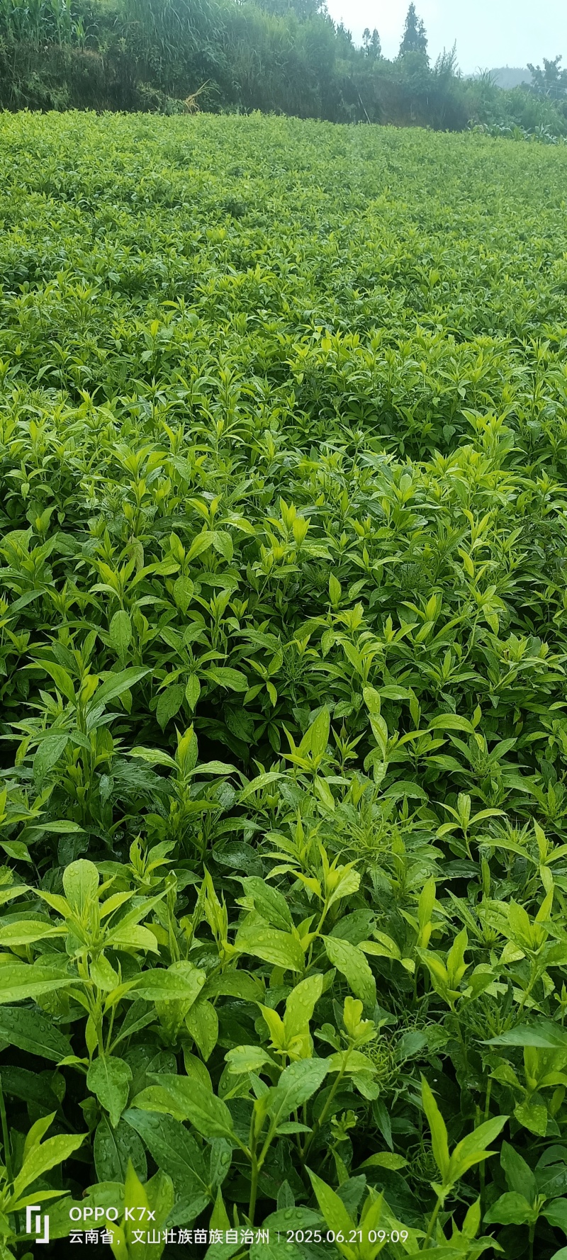 籽育白术苗