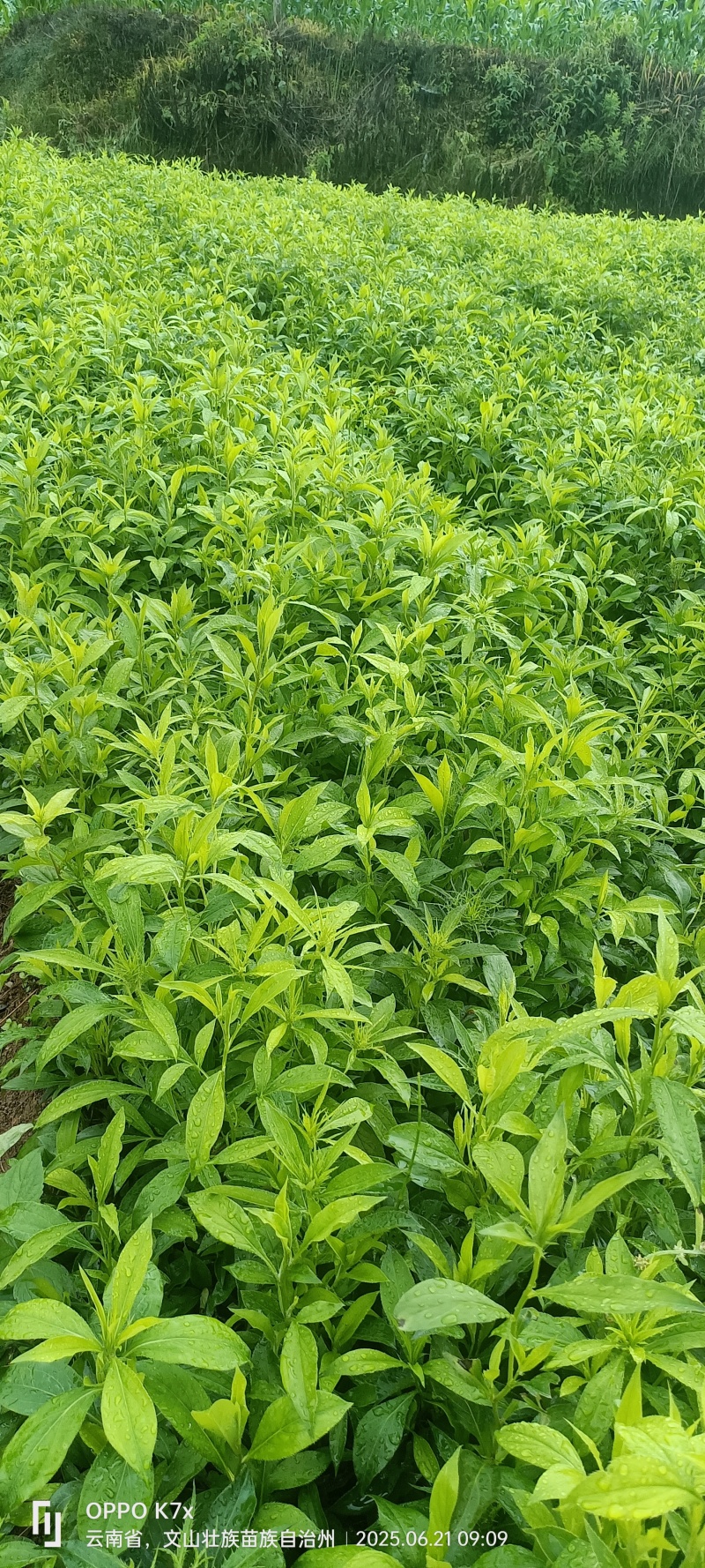 籽育白术苗
