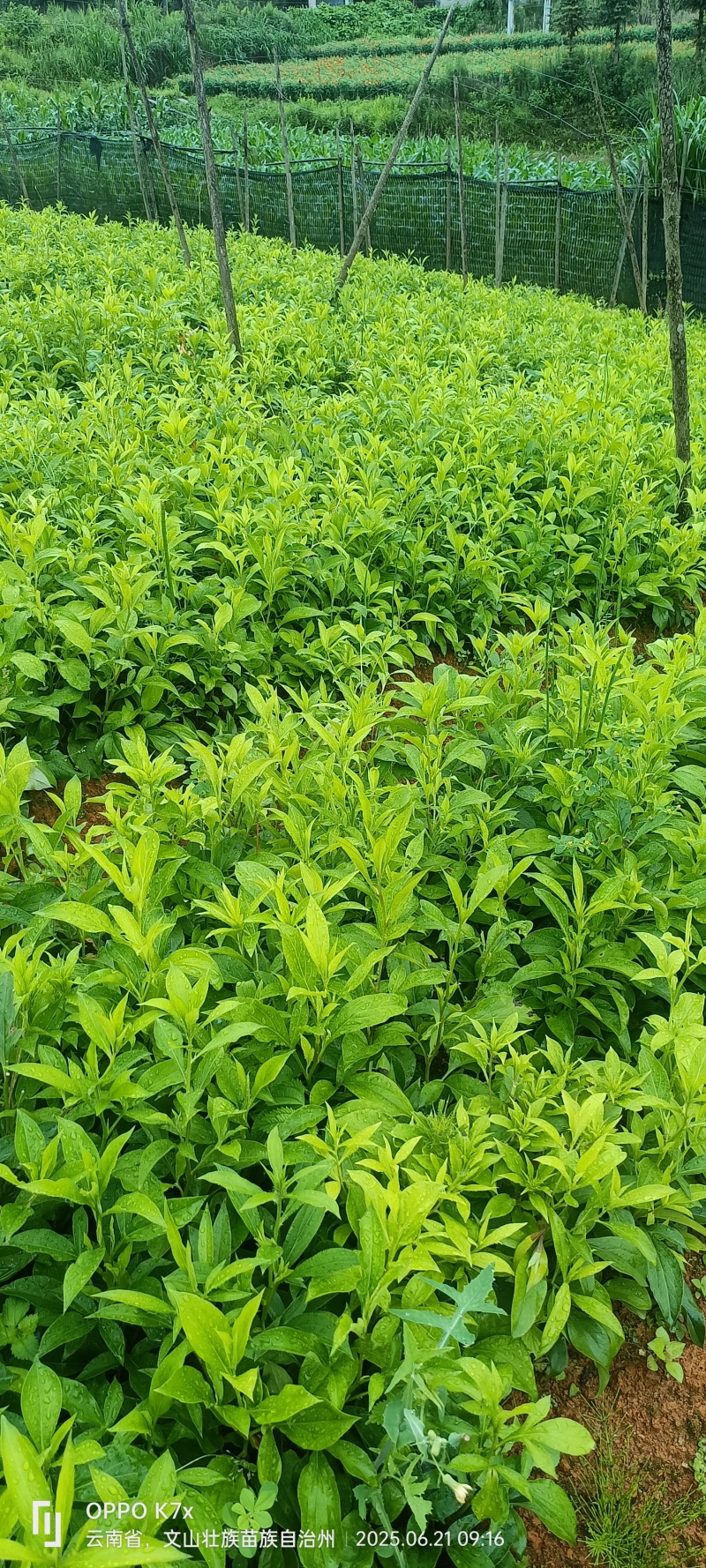 籽育白术苗