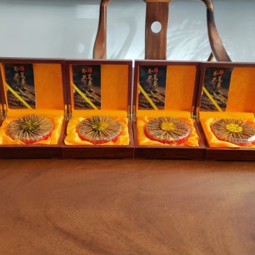 野生冬虫夏草，产地直发，大量上市，品质保证，服务周到