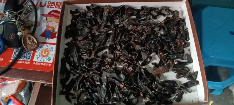 金边蚂蟥干