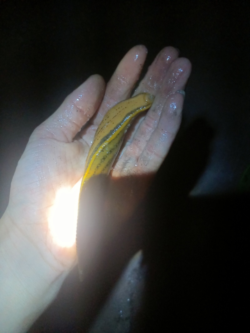 金边蚂蟥干