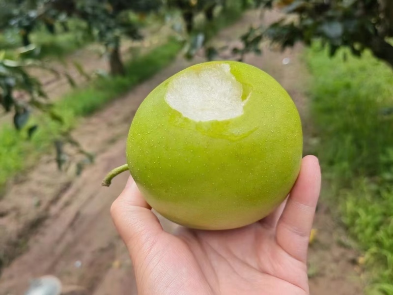 青皮蜜梨酥脆翠玉翠冠皇冠口感脆甜入口即化