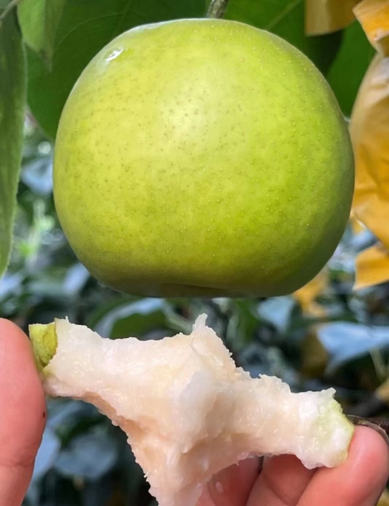 青皮蜜梨酥脆翠玉翠冠皇冠口感脆甜入口即化
