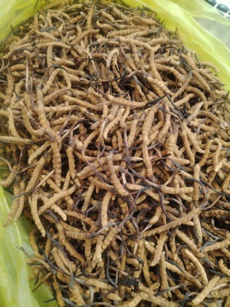 野生冬虫夏草，产地直发，大量上市，品质保证，服务周到