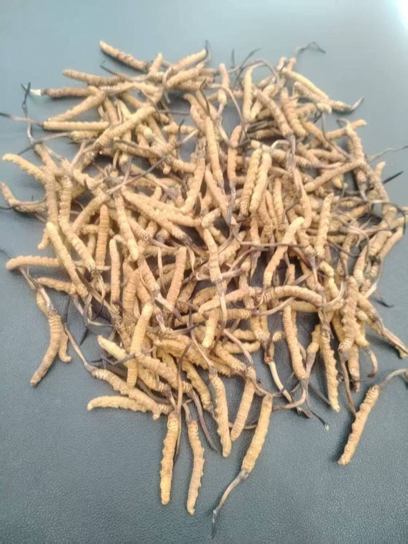 野生冬虫夏草，产地直发，大量上市，品质保证，服务周到