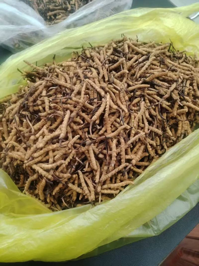 野生冬虫夏草，产地直发，大量上市，品质保证，服务周到