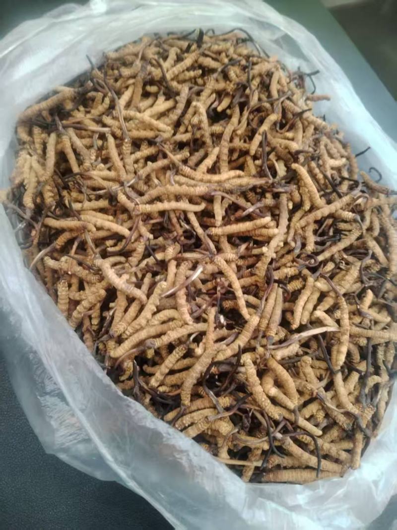 野生冬虫夏草，产地直发，大量上市，品质保证，服务周到