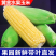 （水果玉米）甜玉米，产地直发/颗颗饱满口感香甜，供应商超