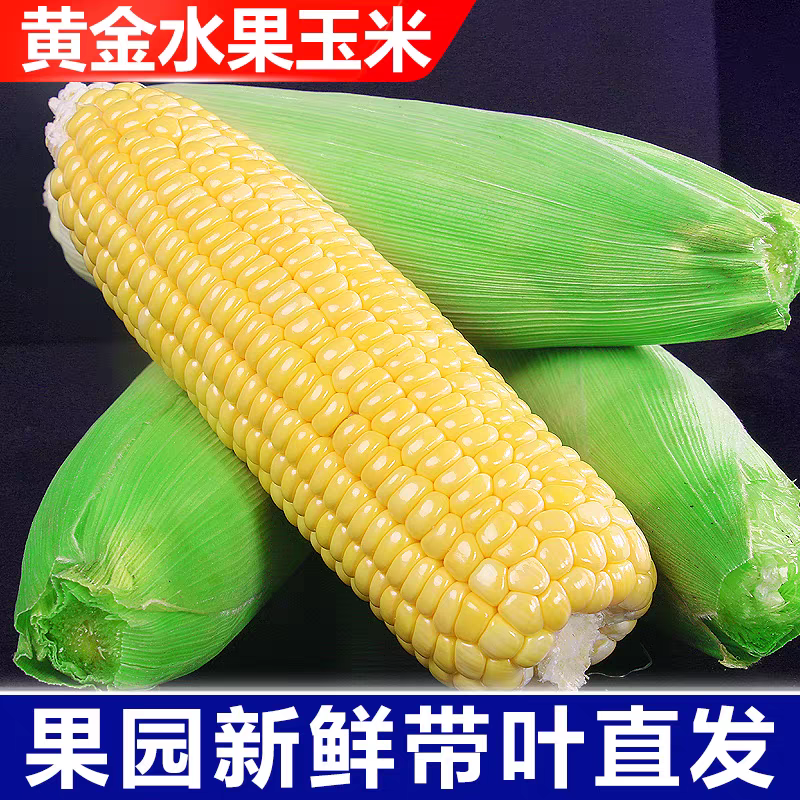 （水果玉米）甜玉米，产地直发/颗颗饱满口感香甜，供应商超