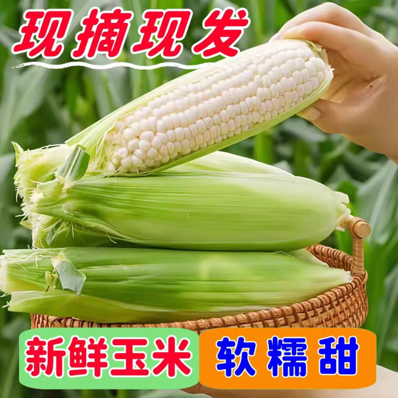 （水果玉米）甜玉米，产地直发/颗颗饱满口感香甜，供应商超