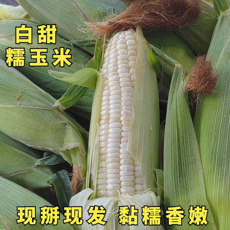 《甜糯玉米》万糯2000/产地货源/全国发货支持视频看货