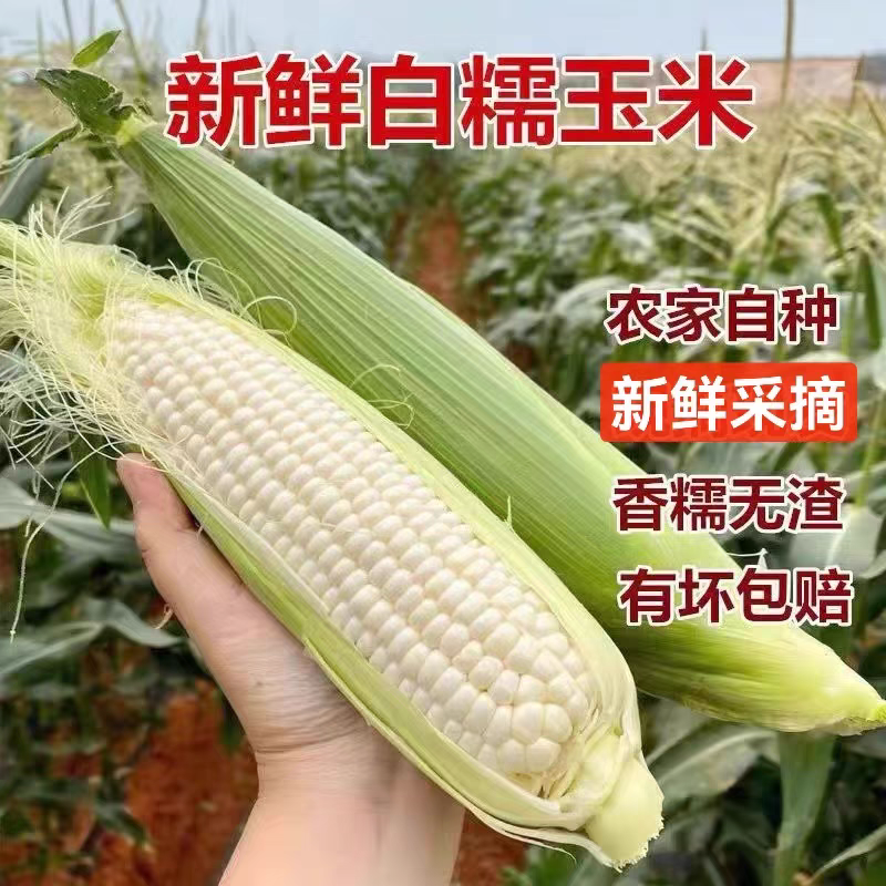 《甜糯玉米》万糯2000/产地货源/全国发货支持视频看货