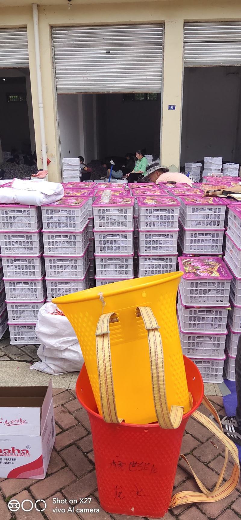 汉源五月脆凤凰李上市。对接各大商场。支持产地看货实力代办