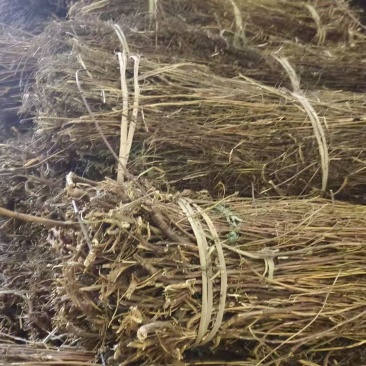 尼泊尔藏茵陈大量上市产地直发品质保证，服务周到，诚信经营
