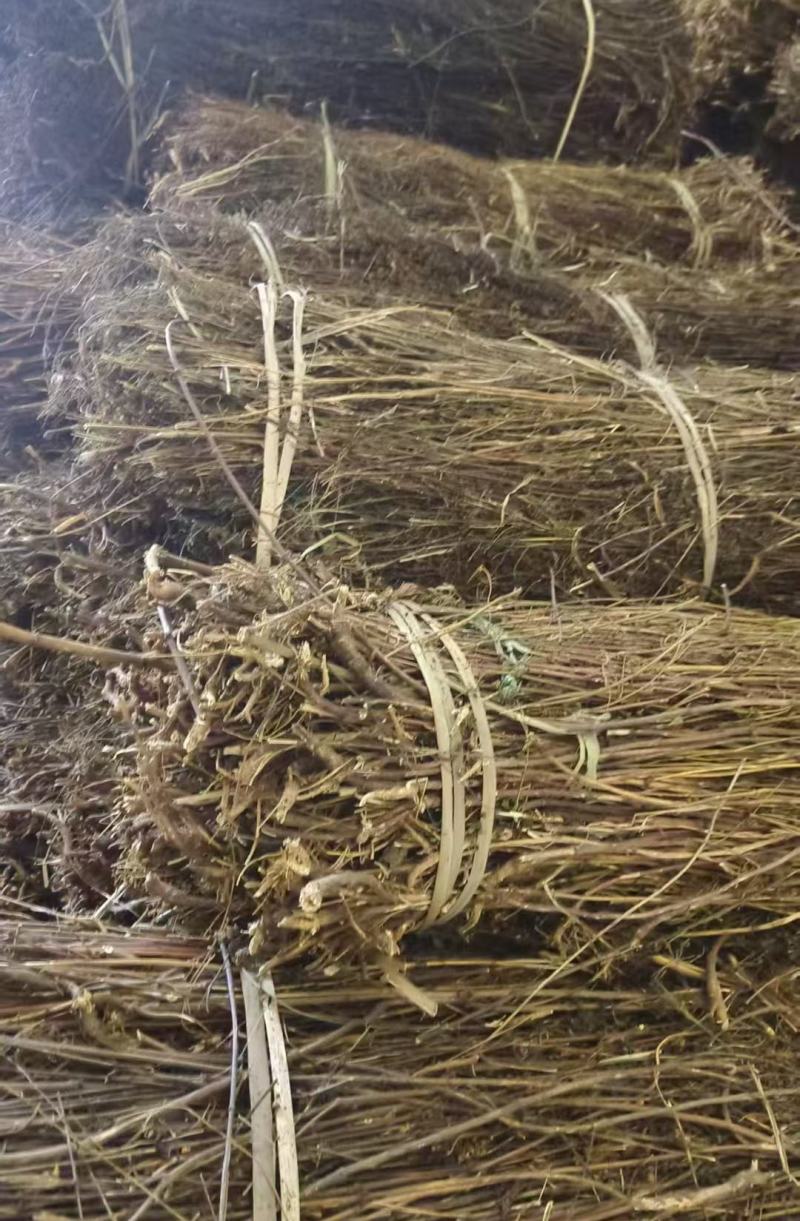尼泊尔藏茵陈大量上市产地直发品质保证，服务周到，诚信经营