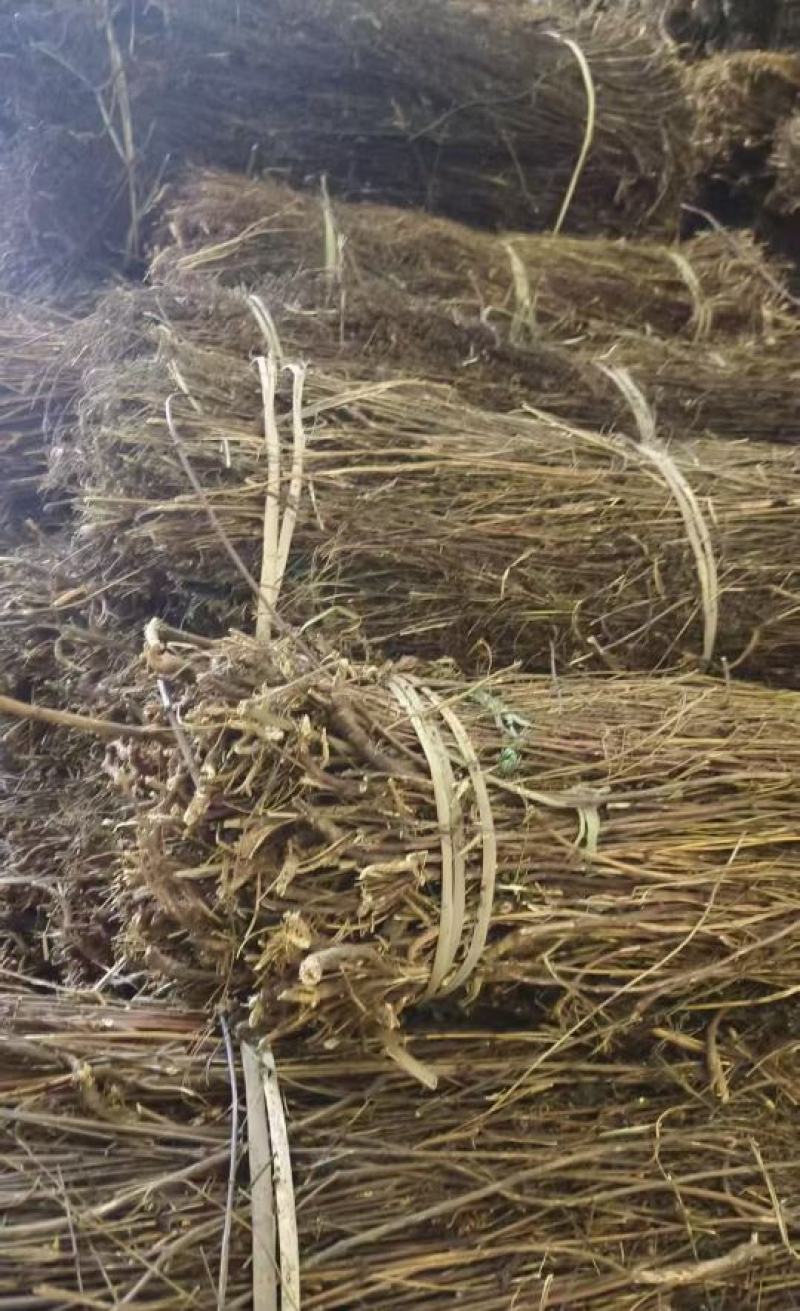 尼泊尔藏茵陈大量上市产地直发品质保证，服务周到，诚信经营