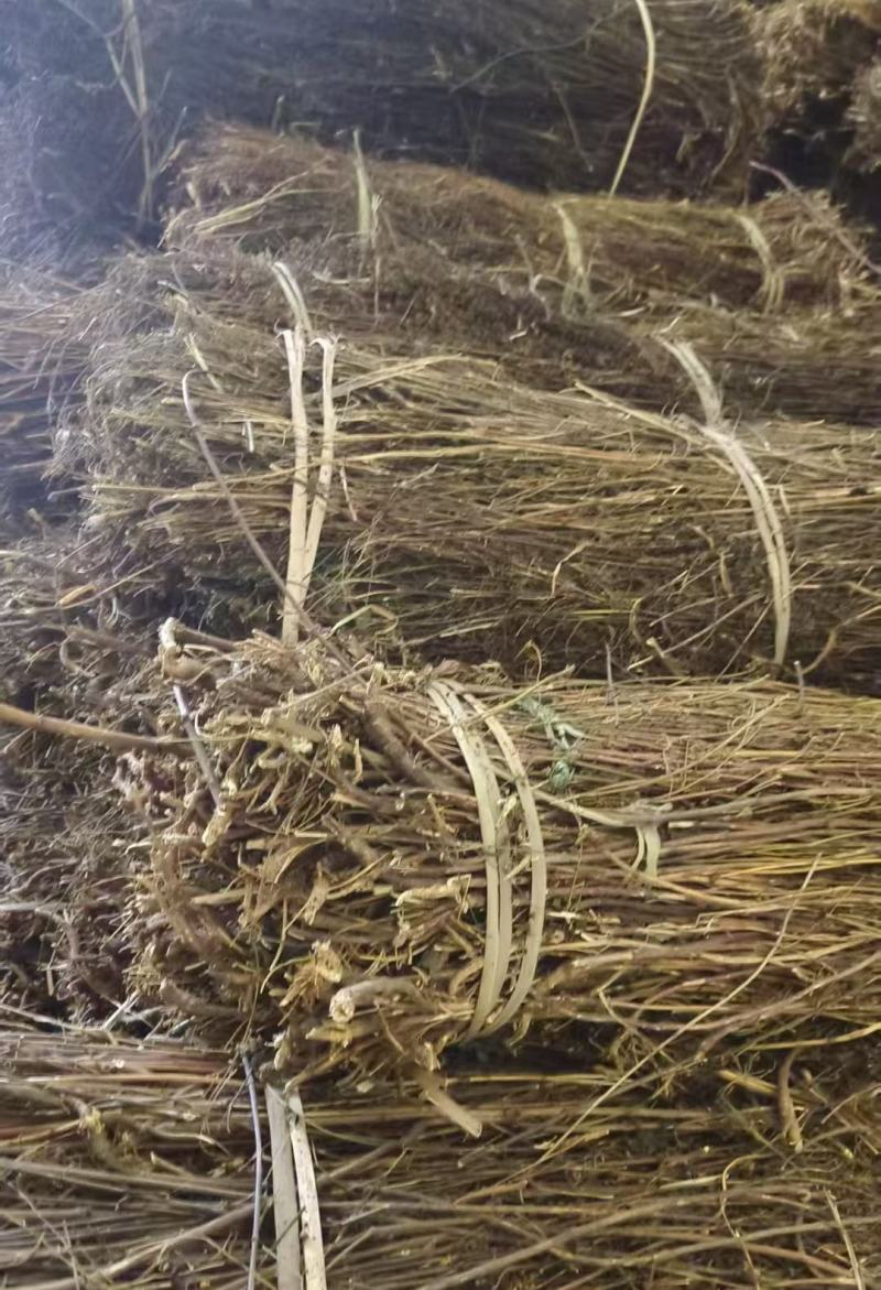 尼泊尔藏茵陈大量上市产地直发品质保证，服务周到，诚信经营