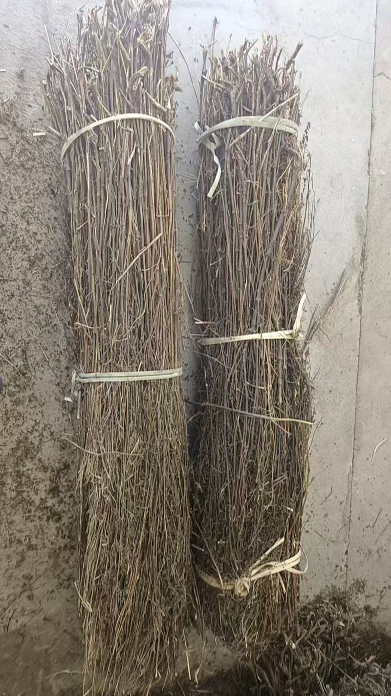 尼泊尔藏茵陈大量上市产地直发品质保证，服务周到，诚信经营