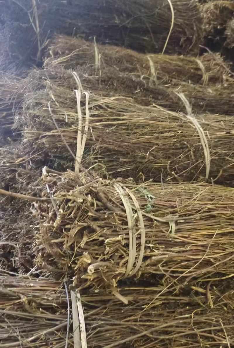 尼泊尔藏茵陈大量上市产地直发品质保证，服务周到，诚信经营
