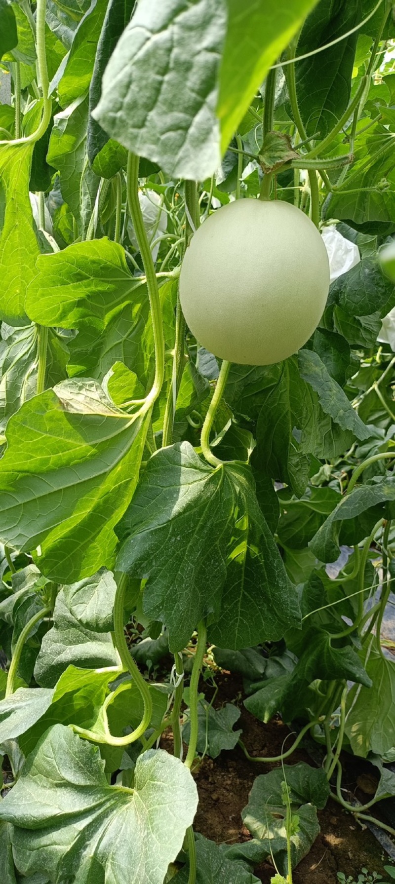 河北玉菇甜瓜一手货源基地直发，视频看货