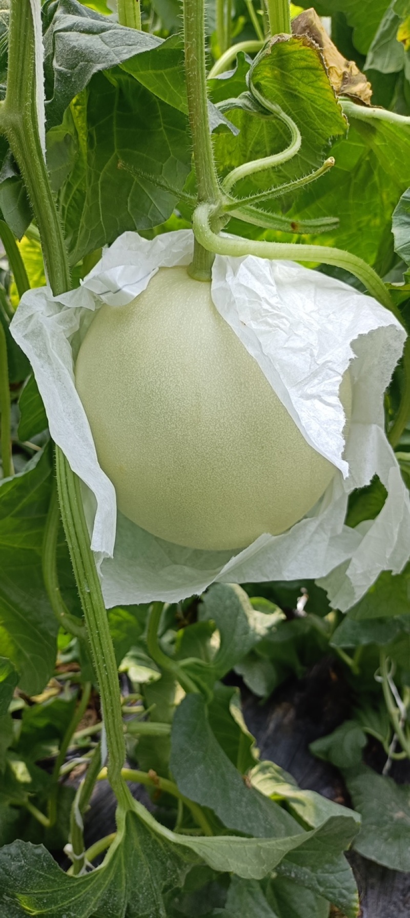 河北玉菇甜瓜一手货源基地直发，视频看货