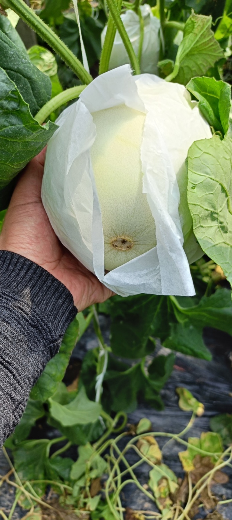 河北玉菇甜瓜一手货源基地直发，视频看货