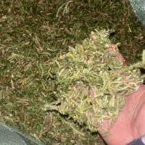 伸筋草