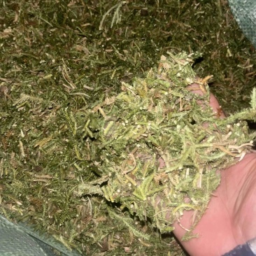 伸筋草