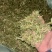 伸筋草