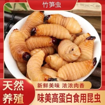 竹虫天然养殖，产地直发一手货源，欢迎看货